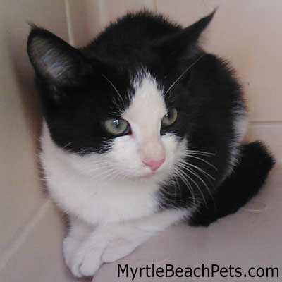 Sunshine Adopted! - Myrtle beach pets dot com